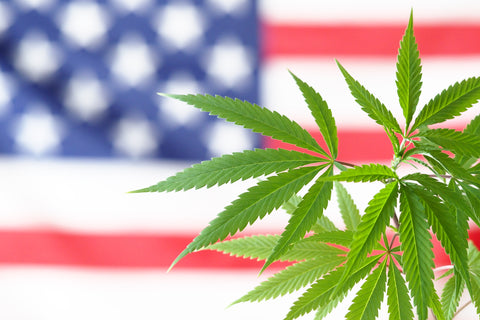 United States Flag and Hemp