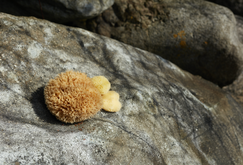 well kept sea sponge 2