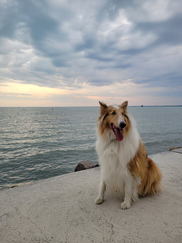 collie dog in front of lake