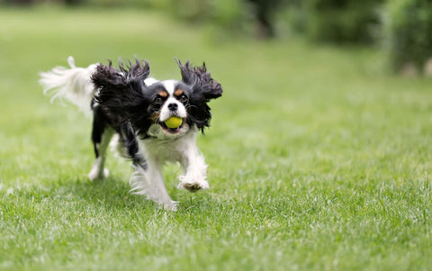 GPS para perros