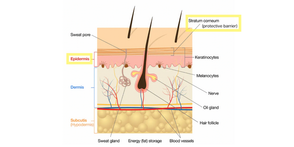 skin cross section