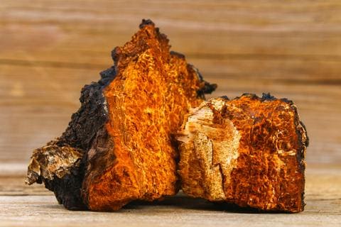 chaga mushroom