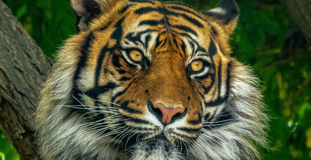Peut on dormir avec l'œil de tigre ?