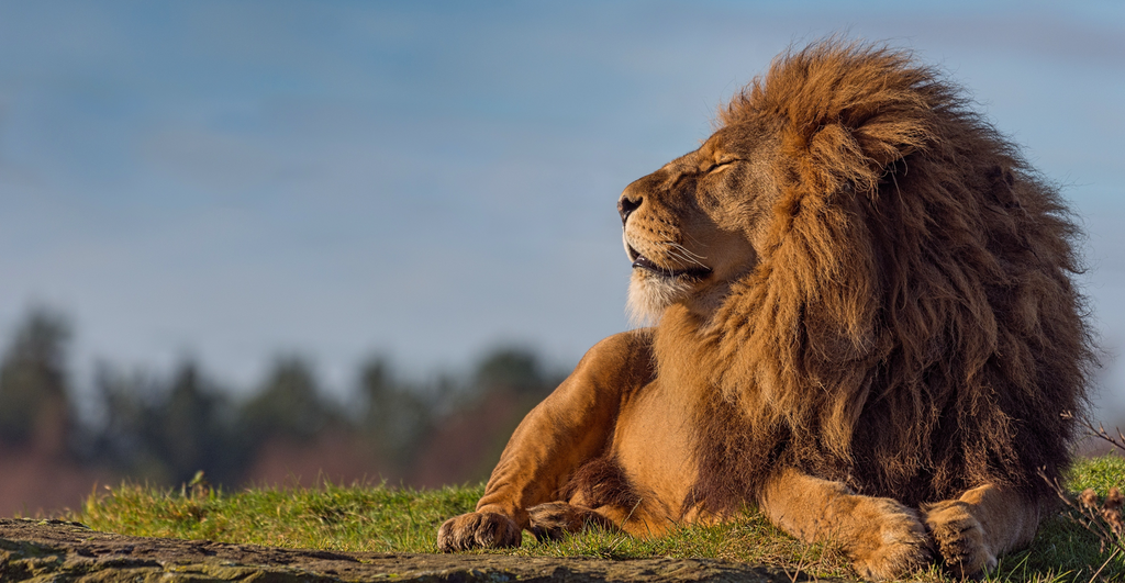 La signification symbolique des Lions