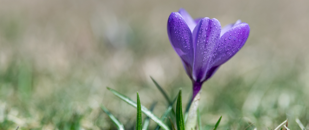 Pourquoi la fleur de lys est le symbole de la royauté ?