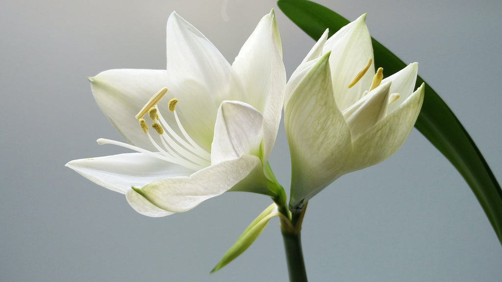 Pourquoi la fleur de lys est le symbole de la royauté ?