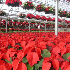 Poinsettia Plant UK