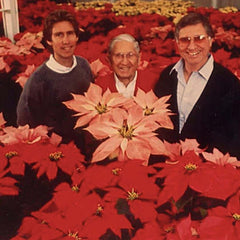 Poinsettia Plant Delivery UK