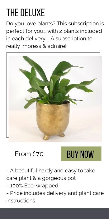 The Deluxe Plant Subscription