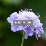 Scabiosa early autumn British flowers