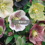 Helleborus winter British Flowers