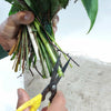 How to cut flowers stems