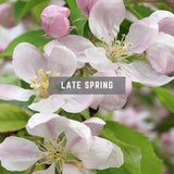 Apple Bloosom late spring British Flowers