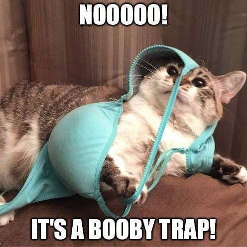 24 Funny Boob Memes That Makes You Laugh. Cat: That's right.