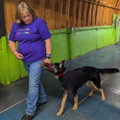 Karen Baxter of Good As Gold K9 School training a dog