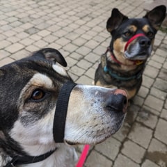 Giza and Annie, two dogs wearing Canny Collars