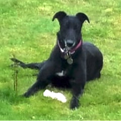 Black dog lying on grass with bone