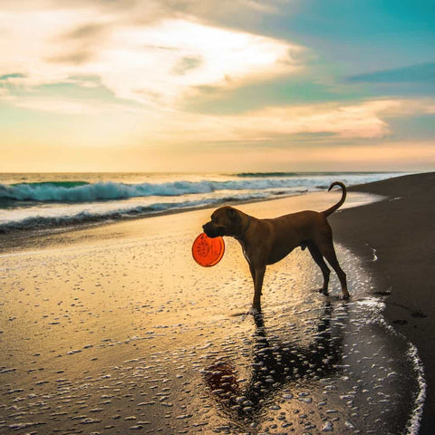 A dog playing frisbee at the beach to burn energy