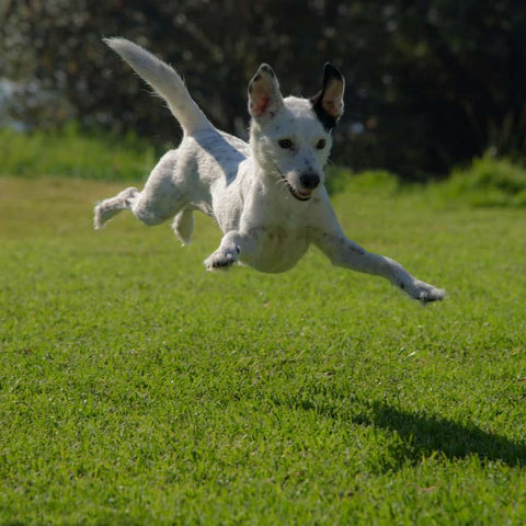 A dog with the bouncing zoomies