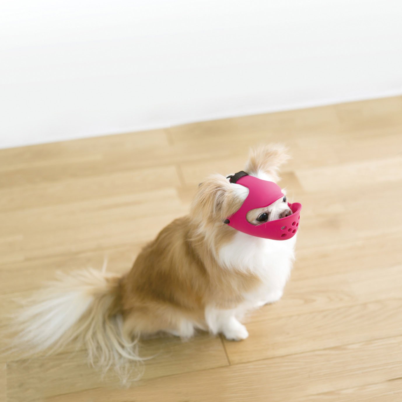pink muzzle on dog