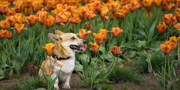 Pets, Spring, and Allergies... It's a Thing... - Scollar Personalized ...
