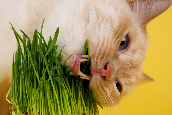 cat chewing on plants