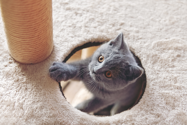 cat climbing through the cat tree