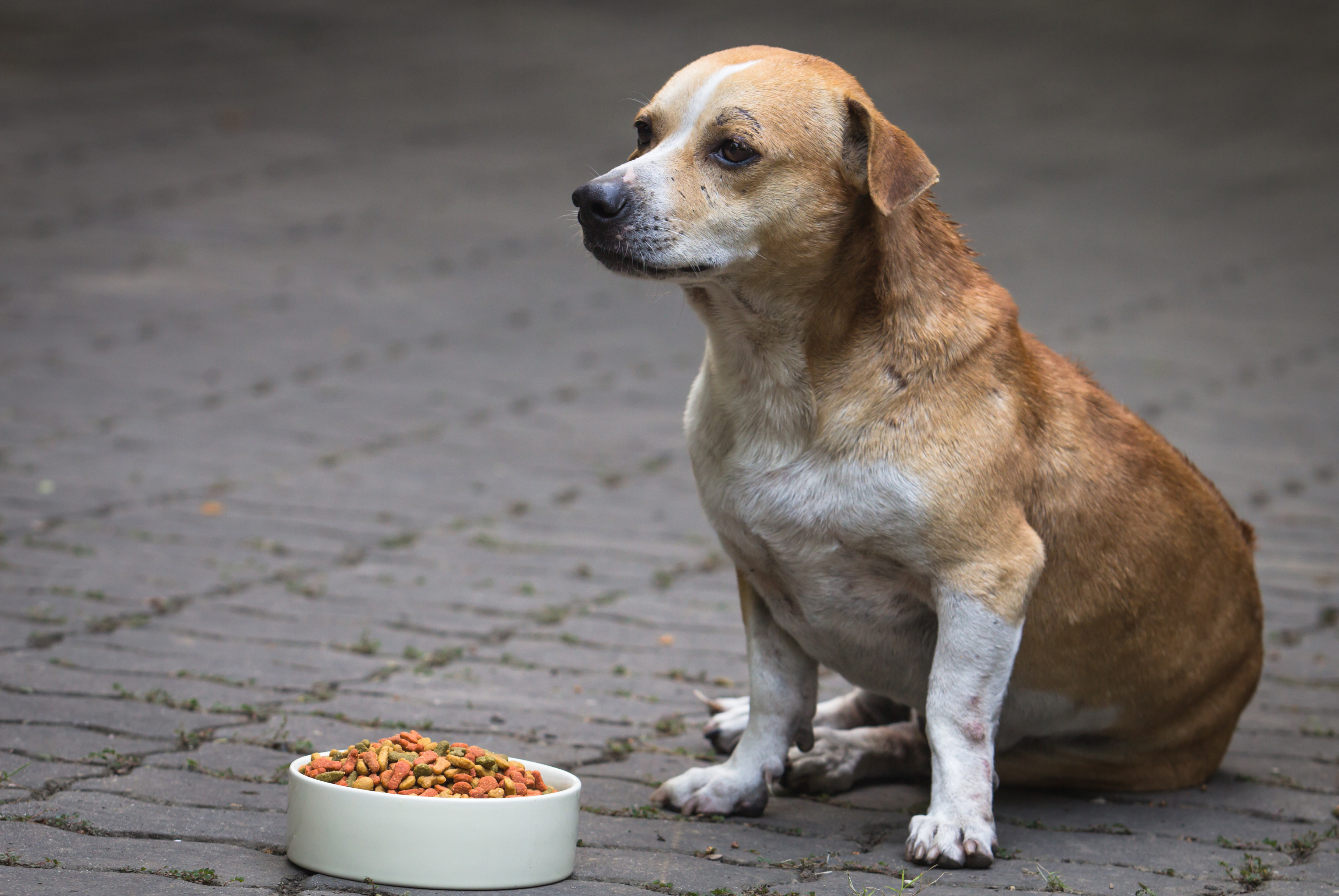 overweight dog sitting next to bowl of food