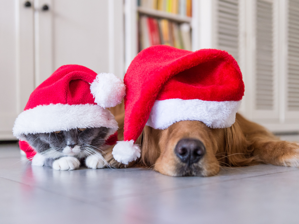 golden retriever and grey tabby cat laying on the floor wearing santa hats pulled low over their eyes