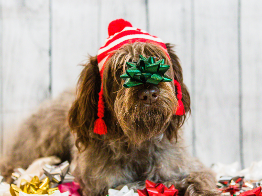 Shaggy brown dog wearing an elf's hat and a green holiday bow on his nose