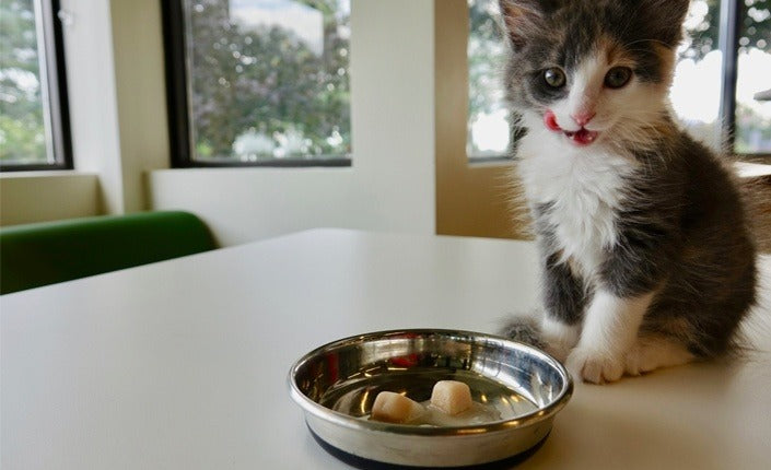 gray and white kitten sitting next to bowl with frozen broth cubes