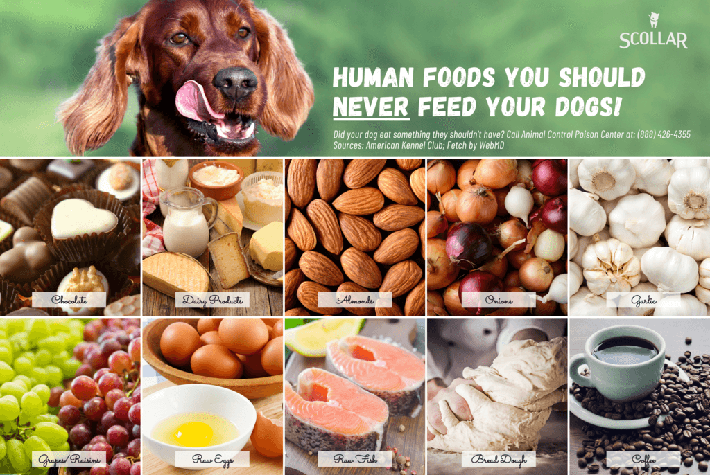 human foods dogs should never eat infographic