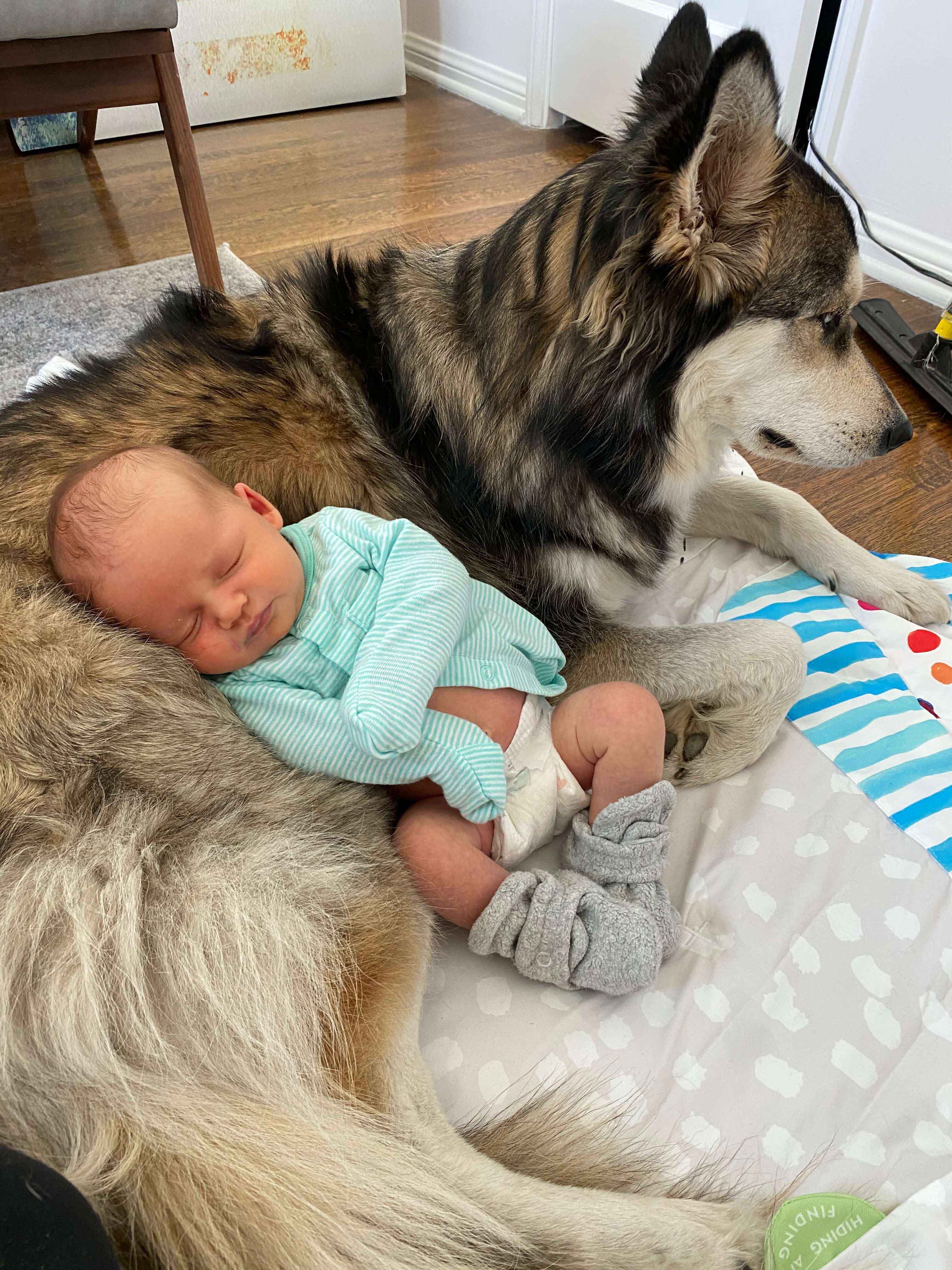 baby with husky dog