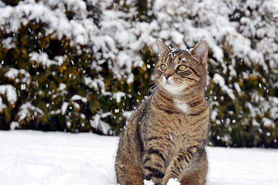 tan and grey tabby cat in the snow