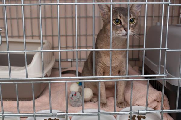 cat in a crate with food, toys and water