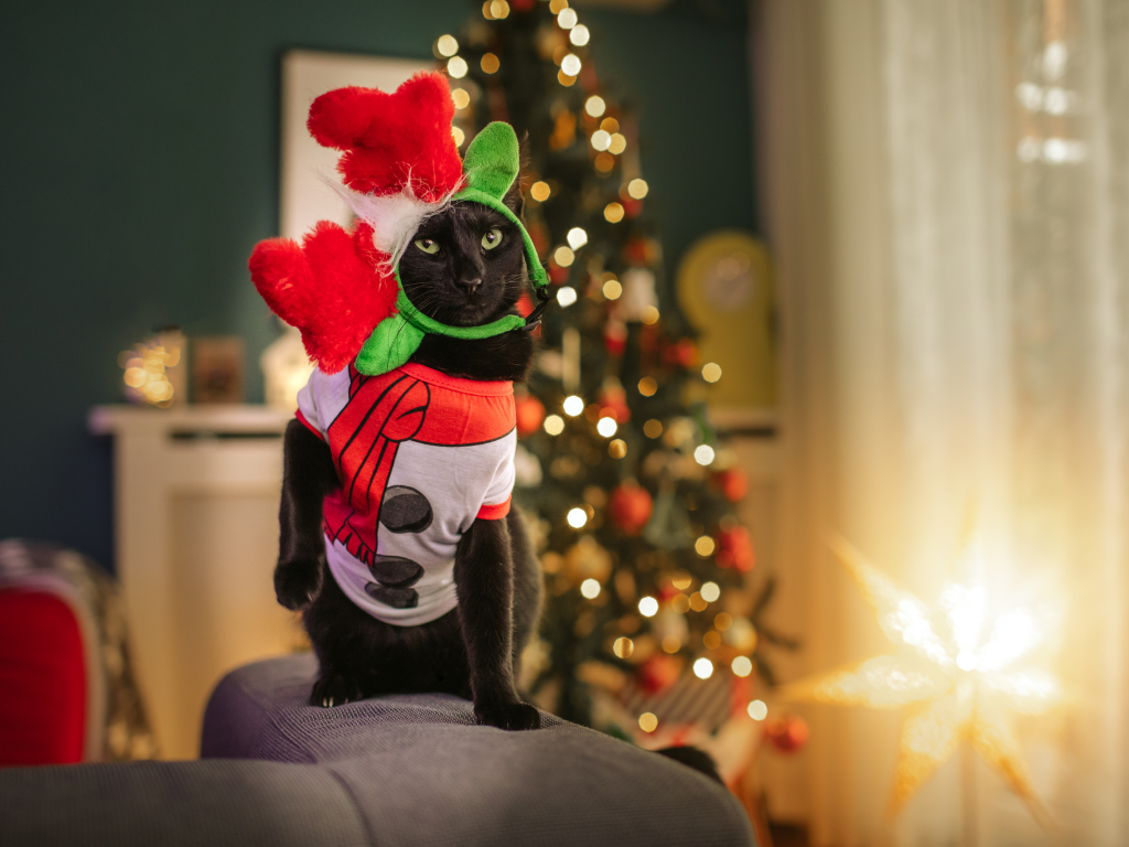 black cat wearing a holiday shirt and reindeer antlers on his head sideways sitting in front of a christmas tree