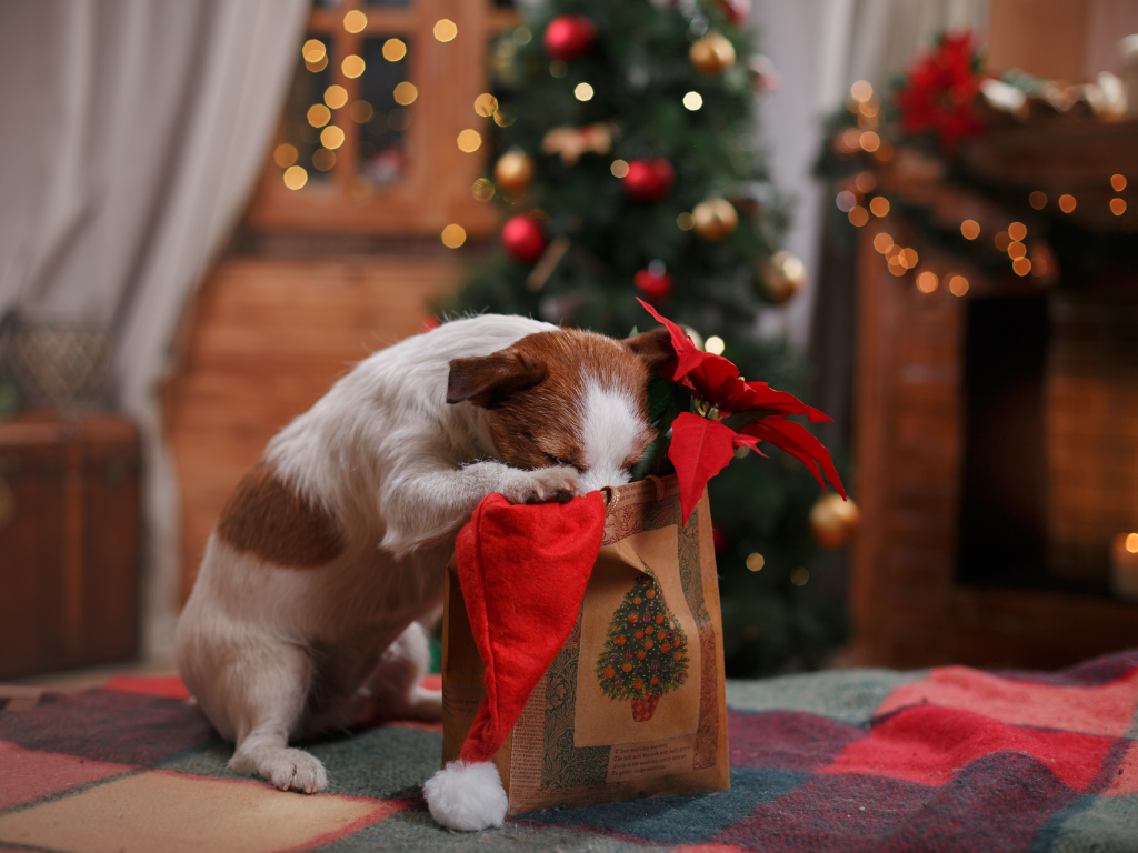 brown and white small dog with his head buried in a holiday bag