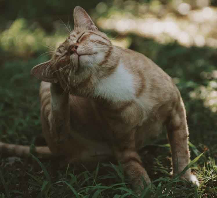 orange tabby scratching ear and sitting in the grass