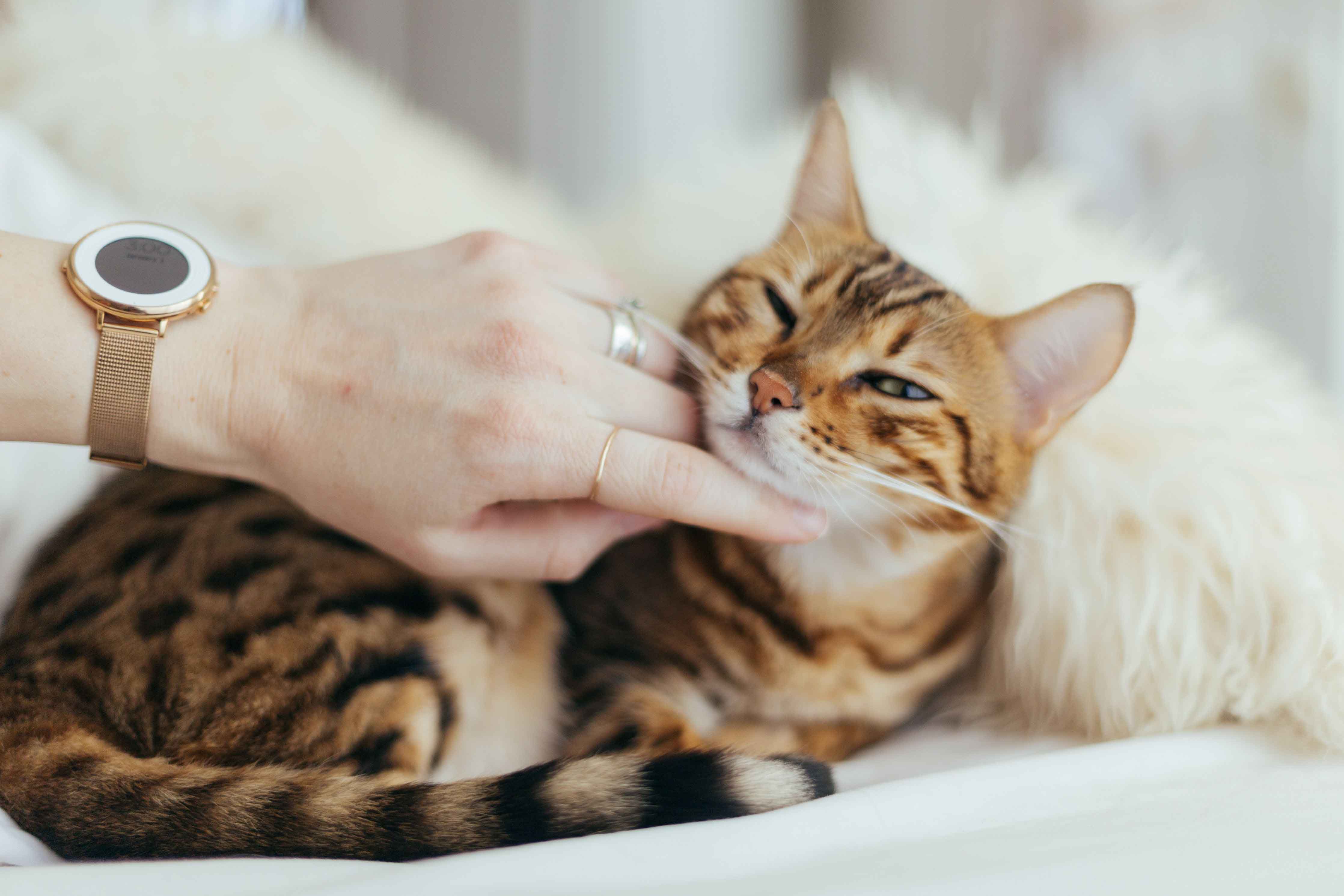 bengal cat being pet by a human