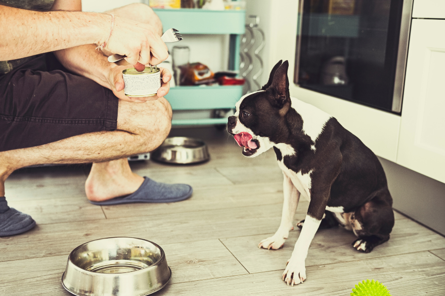 black and white boxer waiting for his human to open a can of dog food