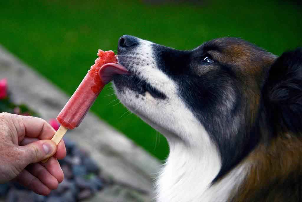 collie eating a popsicle