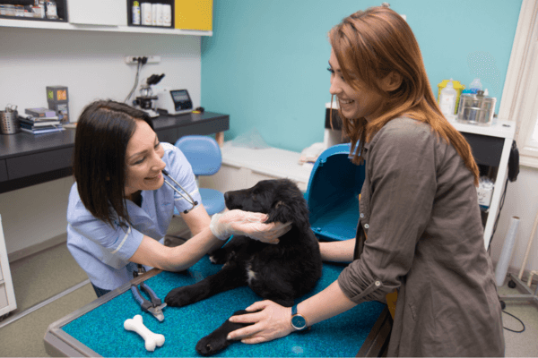 black cat being examined by vet and being held by owner