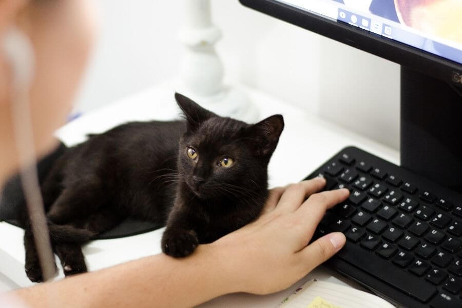 black cat holding arm of person using computer keyboard