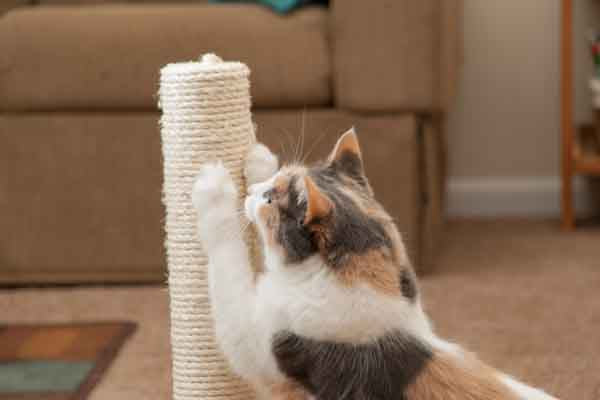 calico cat scratching on a cat post