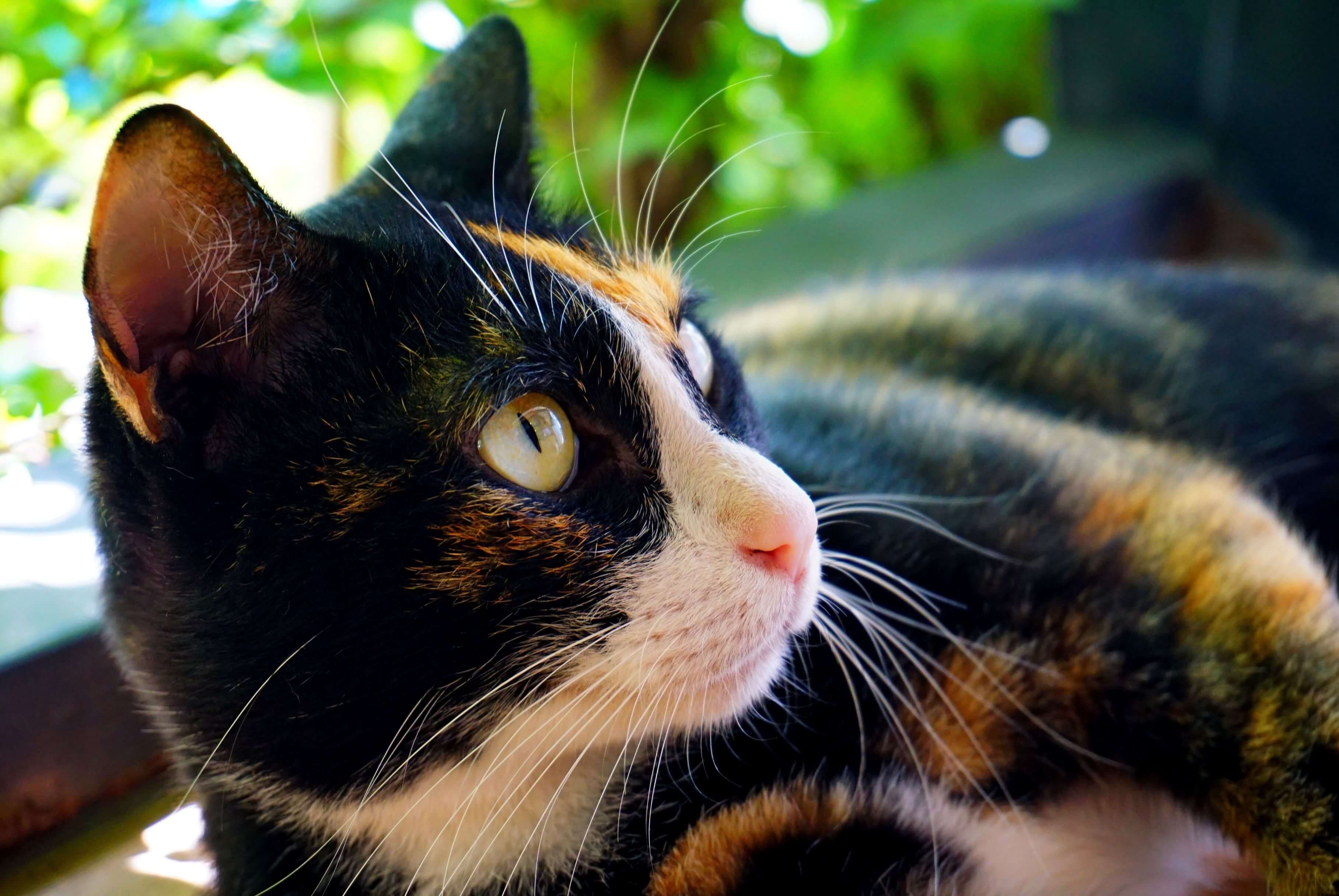 calico cat looking into distance