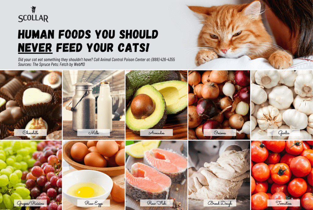 human foods never to feed a cat infographic