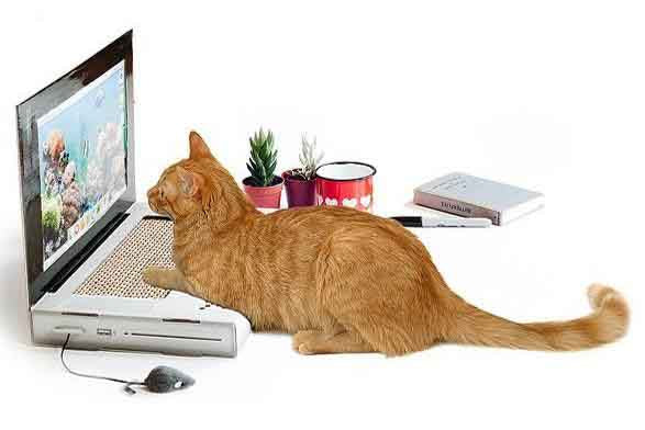 cat staring at toy laptop screen