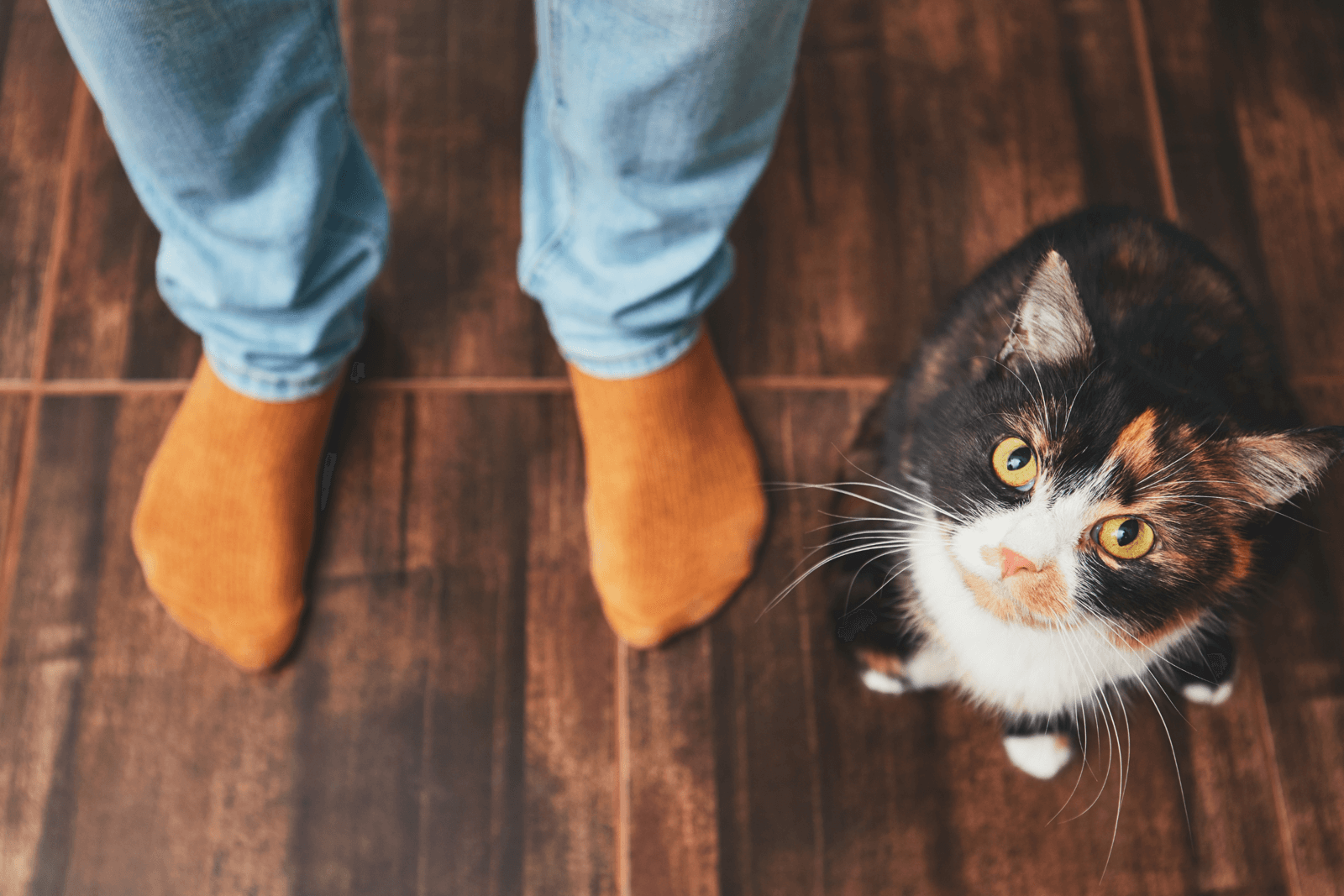 calico cat sitting at feet of person wearing orange socks