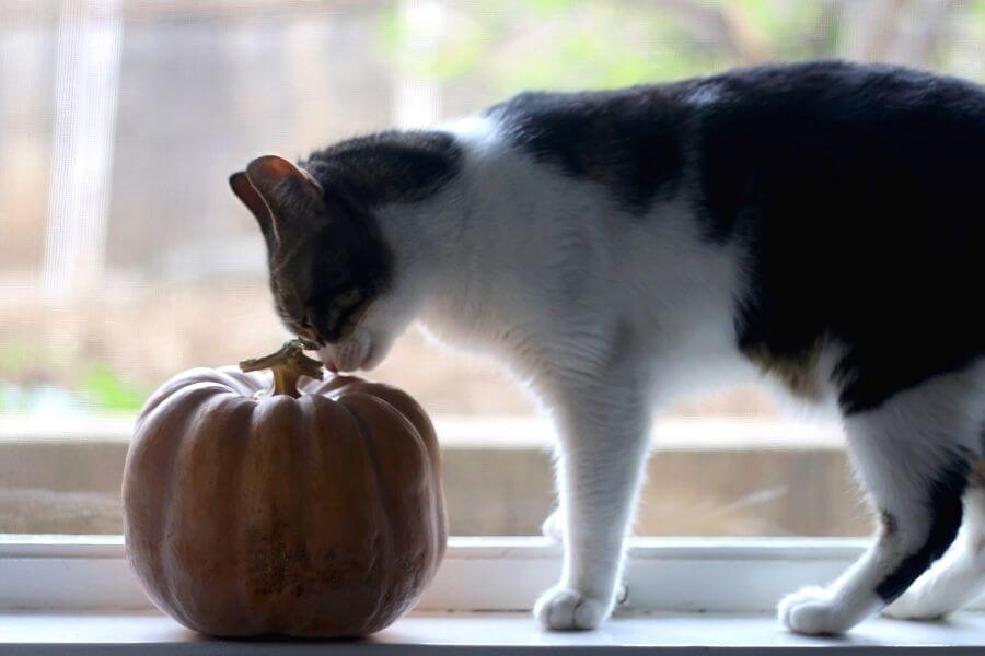 cat sniffing at pumpkin sitting in the window