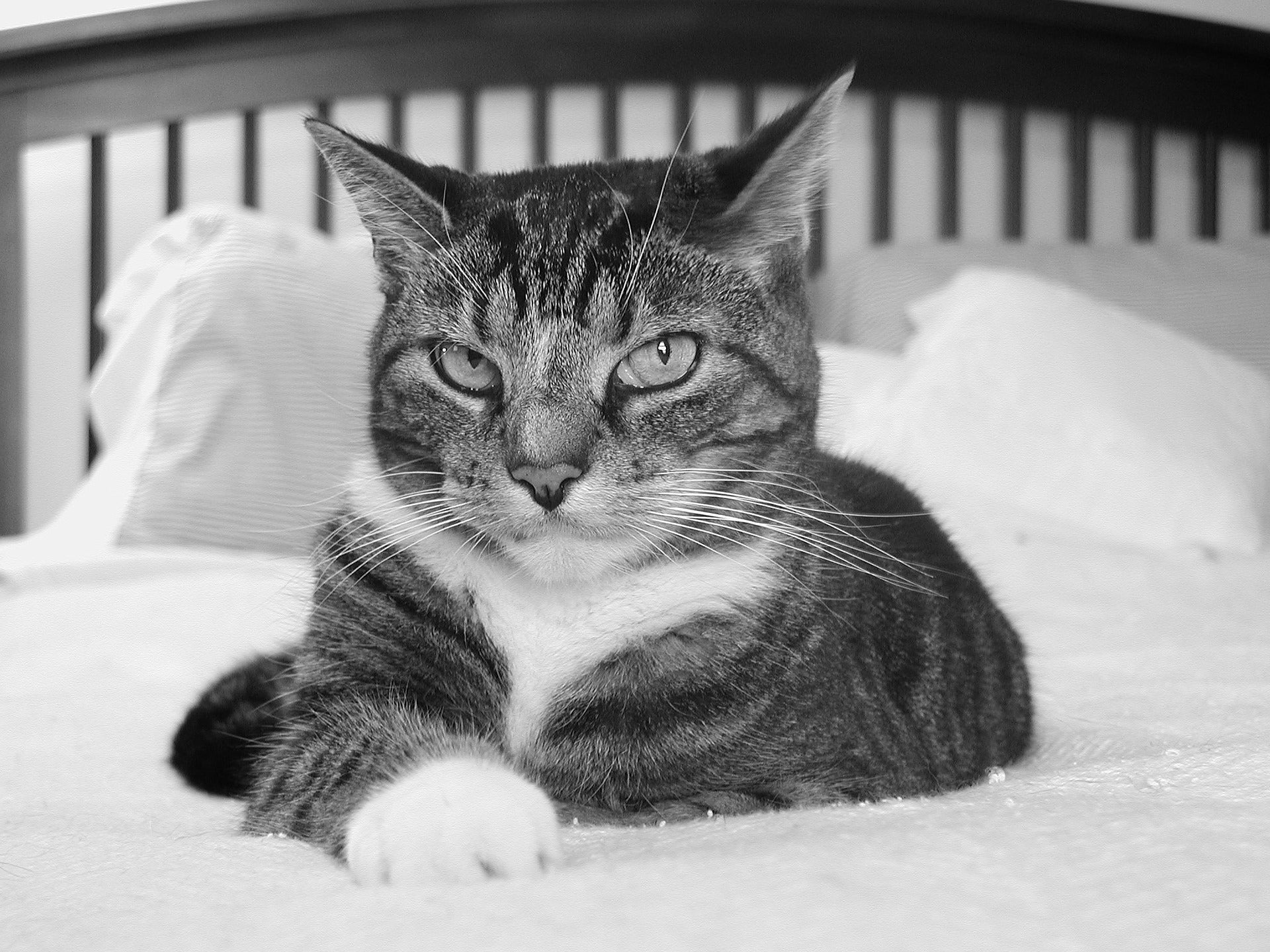 Black and white photo of a tabby cat lounging on a bed.